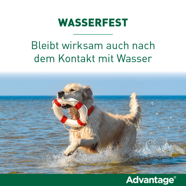ADVANTAGE 400 Lösung Pipetten f.Hunde ab 25 kg
